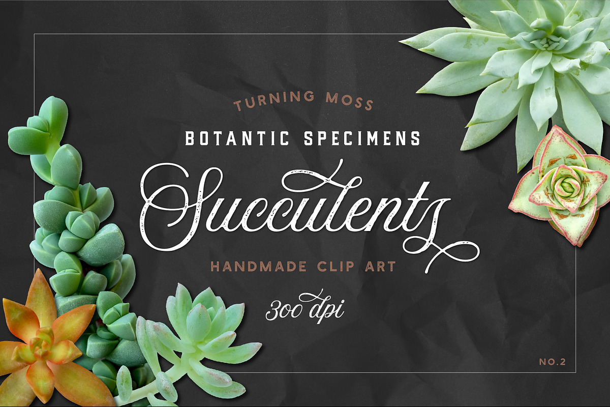 Succulents - Real Botanic Specimens, an Object Graphic by Turning Moss (Photo 12 of 12)