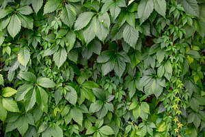 Textured wall covered with dense green ivy, an Animal Photo by DanFLCreativo