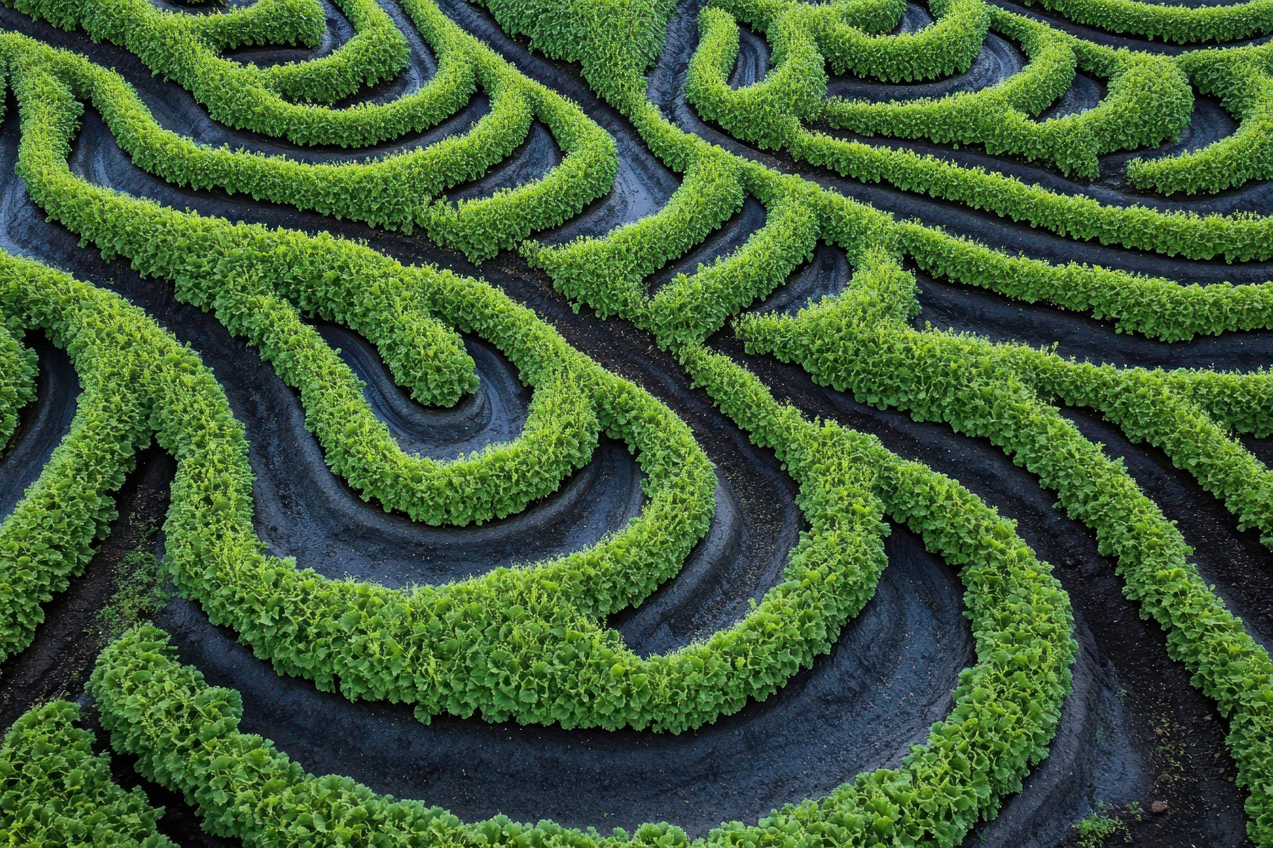 Lush green lettuce fields display in, a Photo by Tanuart