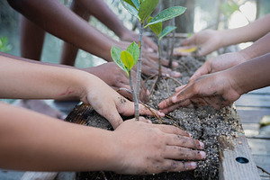 Multiple kids hands planting a small green sprout in rich soil, a Person Photo by DanFLCreativo