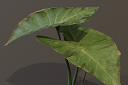 The BroadLeaf Taro Bush, a Plants & Tree 3D Model by FuturePastCreatives (Thumbnail 12 of 19)