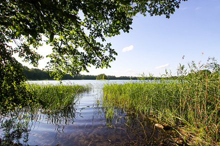 Lake in summer day. Wild nature., a Background Photo by pictures for you