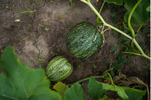 Young green squash and pumpkins, a Nature Photo by volodymyrshtun13795
