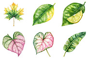 Green Summer Foliage Clipart, an Illustration by DreamArtGraphic (Thumbnail 4 of 4)