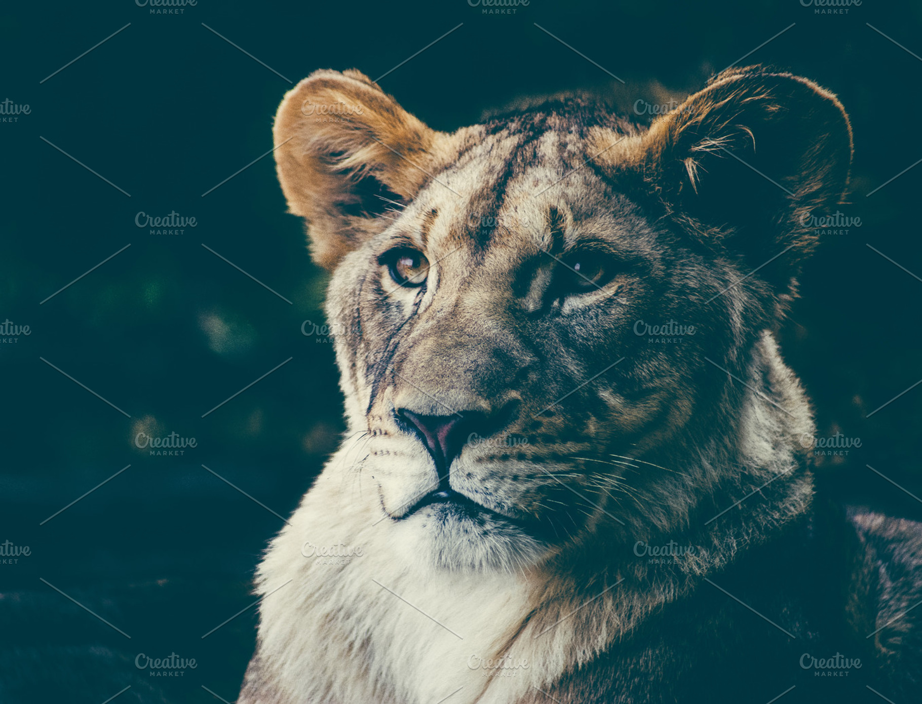 Lioness stock photo containing lion and lioness, an Animal Photo by AW Photo