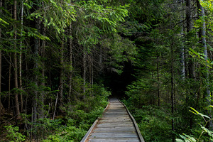 Wooden boardwalk pathway, a Nature Photo by Byrdyak