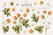 Cloudberry. Watercolor collection, a Food Illustration by SashaKondr (Thumbnail 12 of 13)