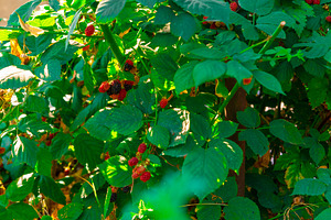 Ripe Blackberries on Bush, a Nature Photo by Ales Munt