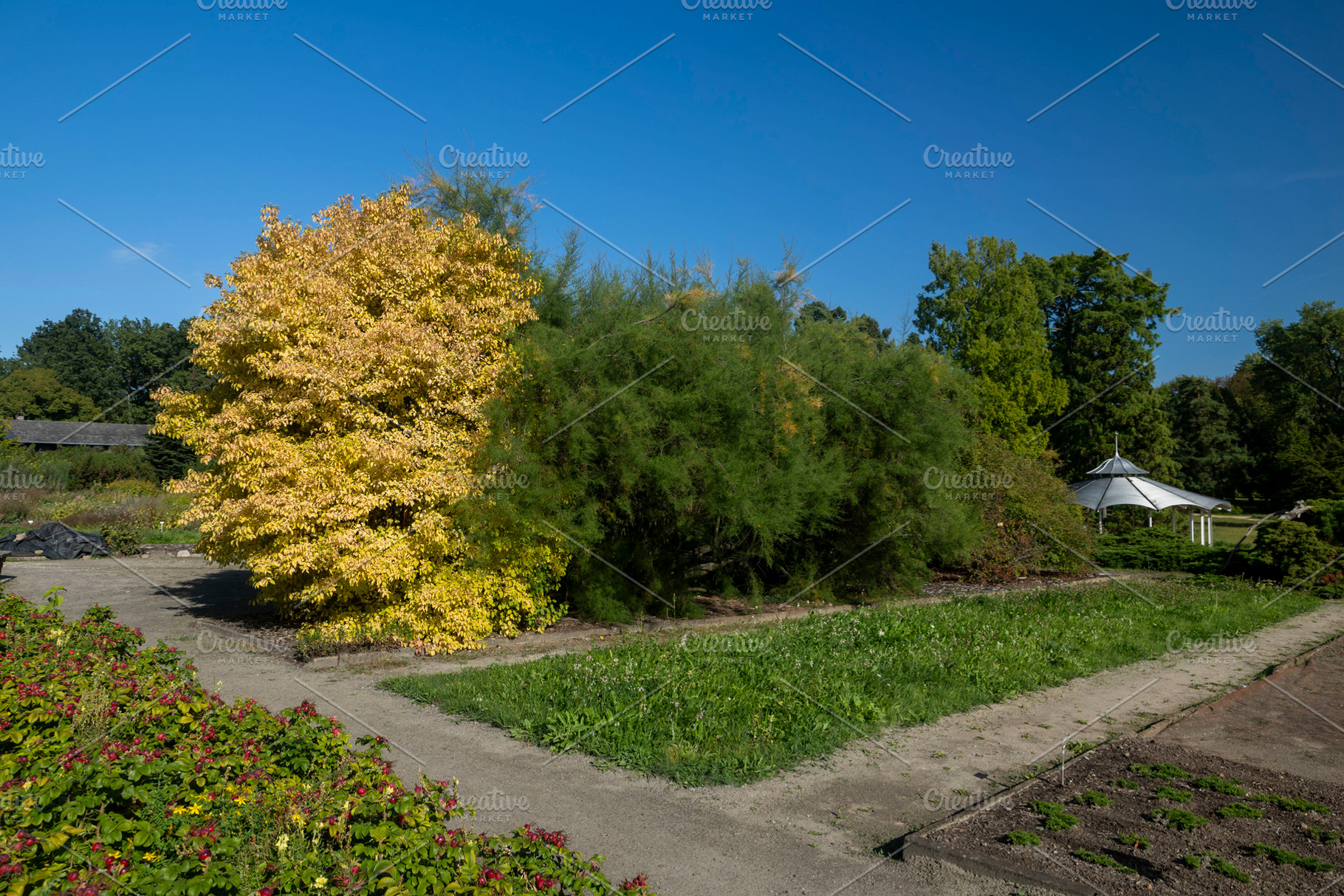 A sunny botanical garden view featuring colorful trees, green bu, a Nature Photo by Imaginarium