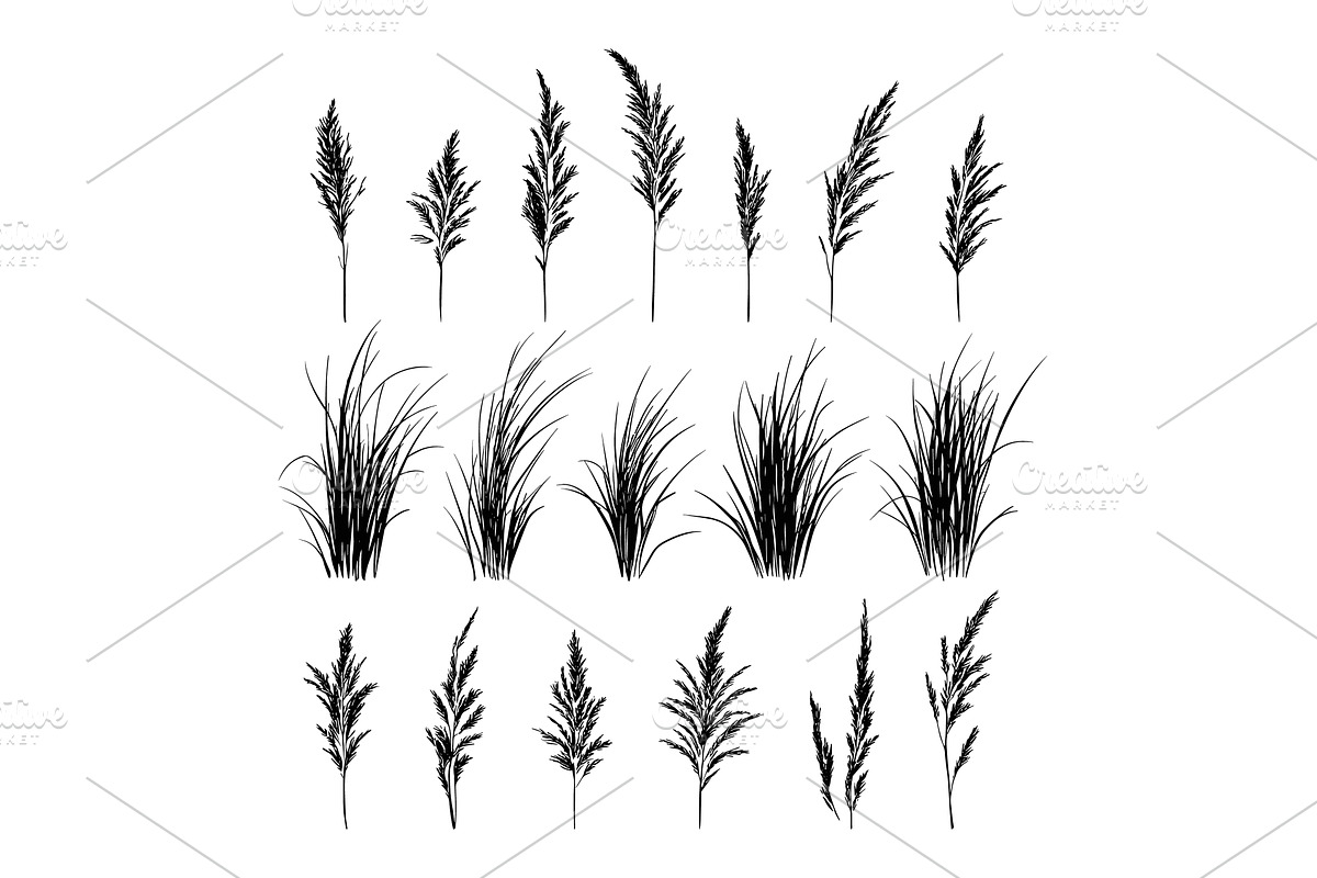 Curly Grass Hand Drawn Illustrations, an Object Illustration by LadadikArt