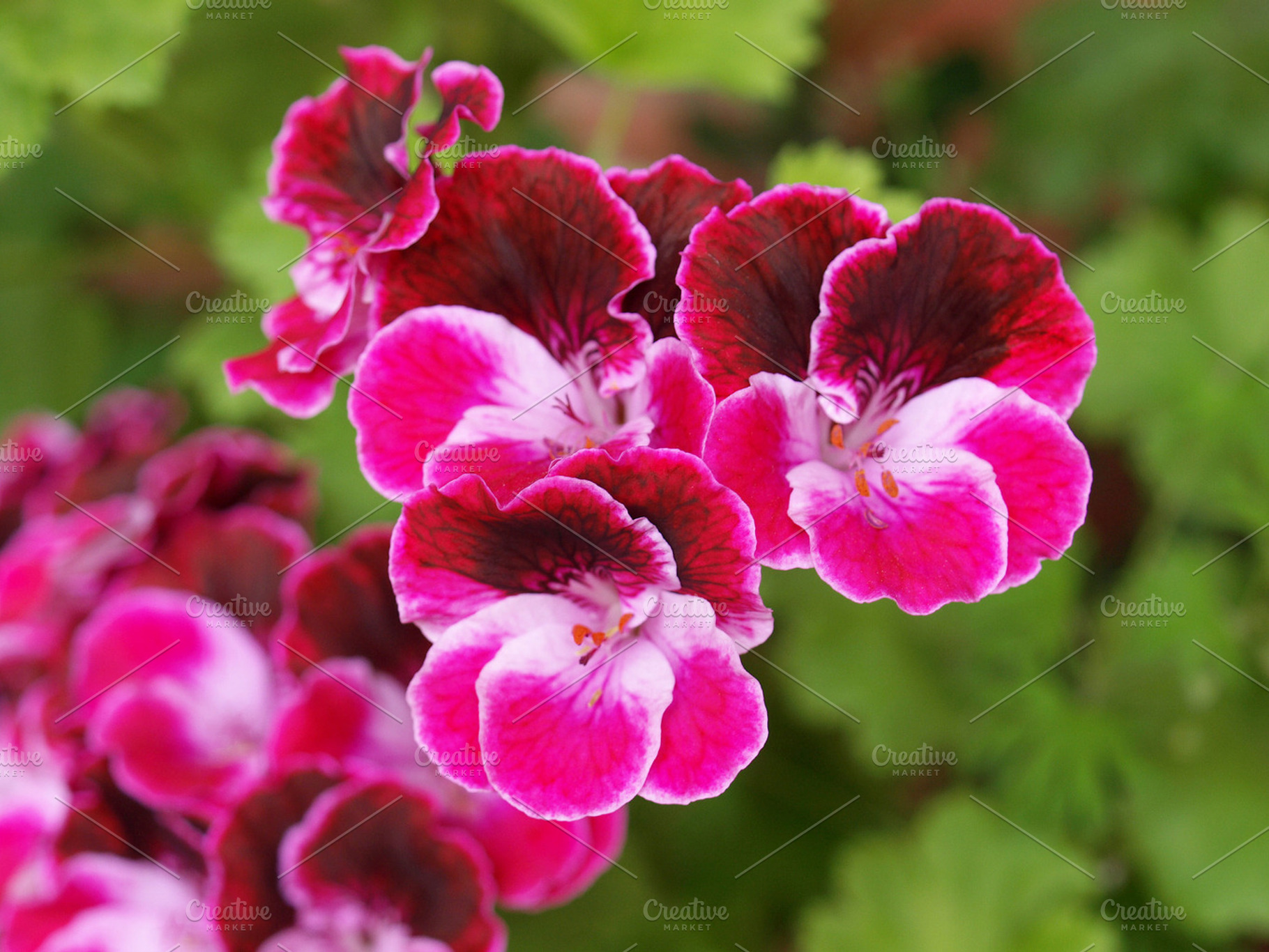 Geranium Featuring Nature Flower And Flora