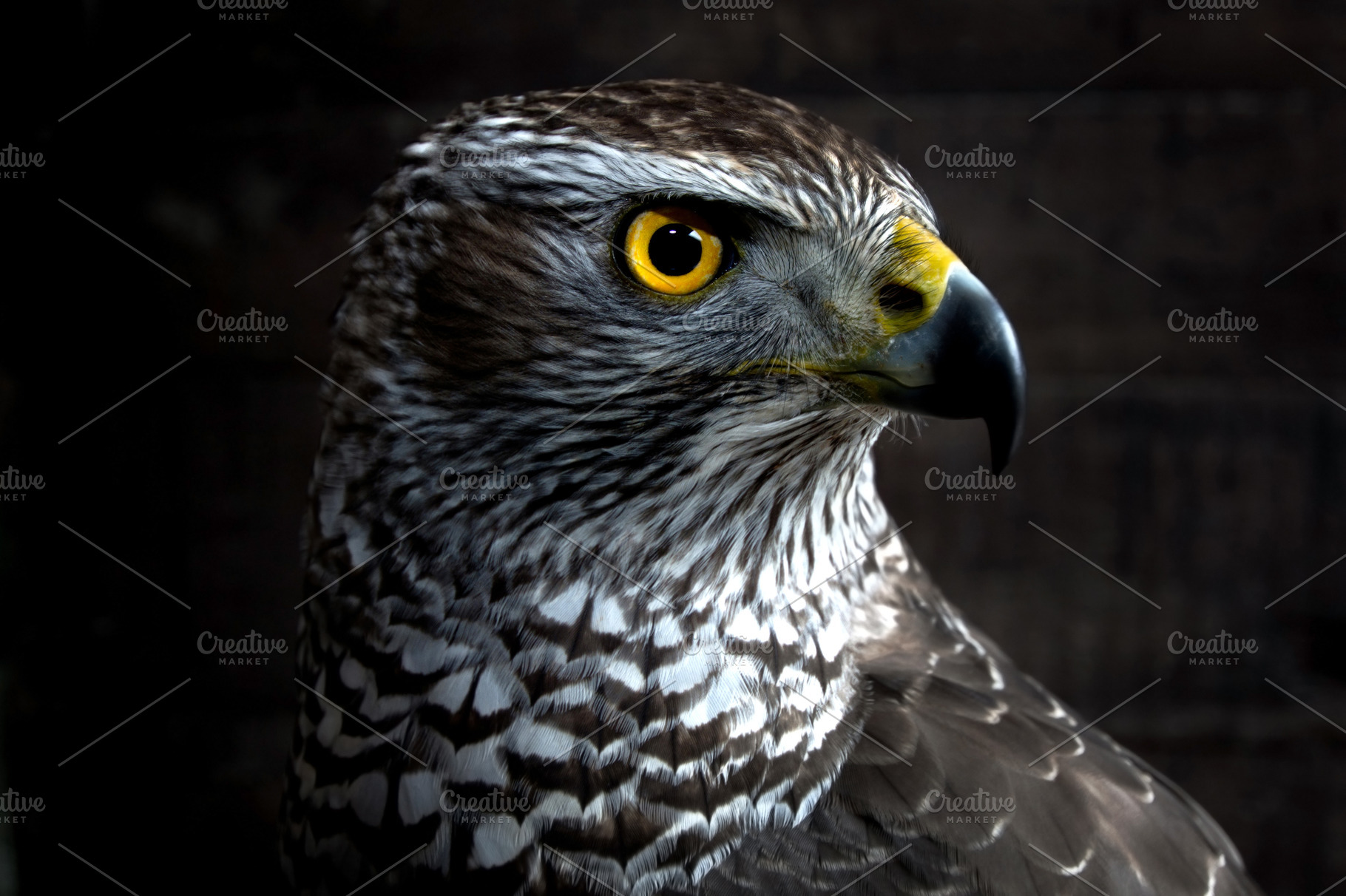 Hawk containing hawk, nature, and animal, an Animal Photo by Milosz Aniol