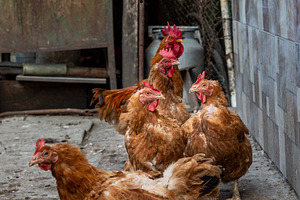 Free Range Brown Chickens, an Animal Photo by Ales Munt