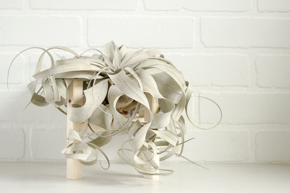 The Airplant Collection, a Nature Photo by Greenleaf Images (Photo 6 of 7)