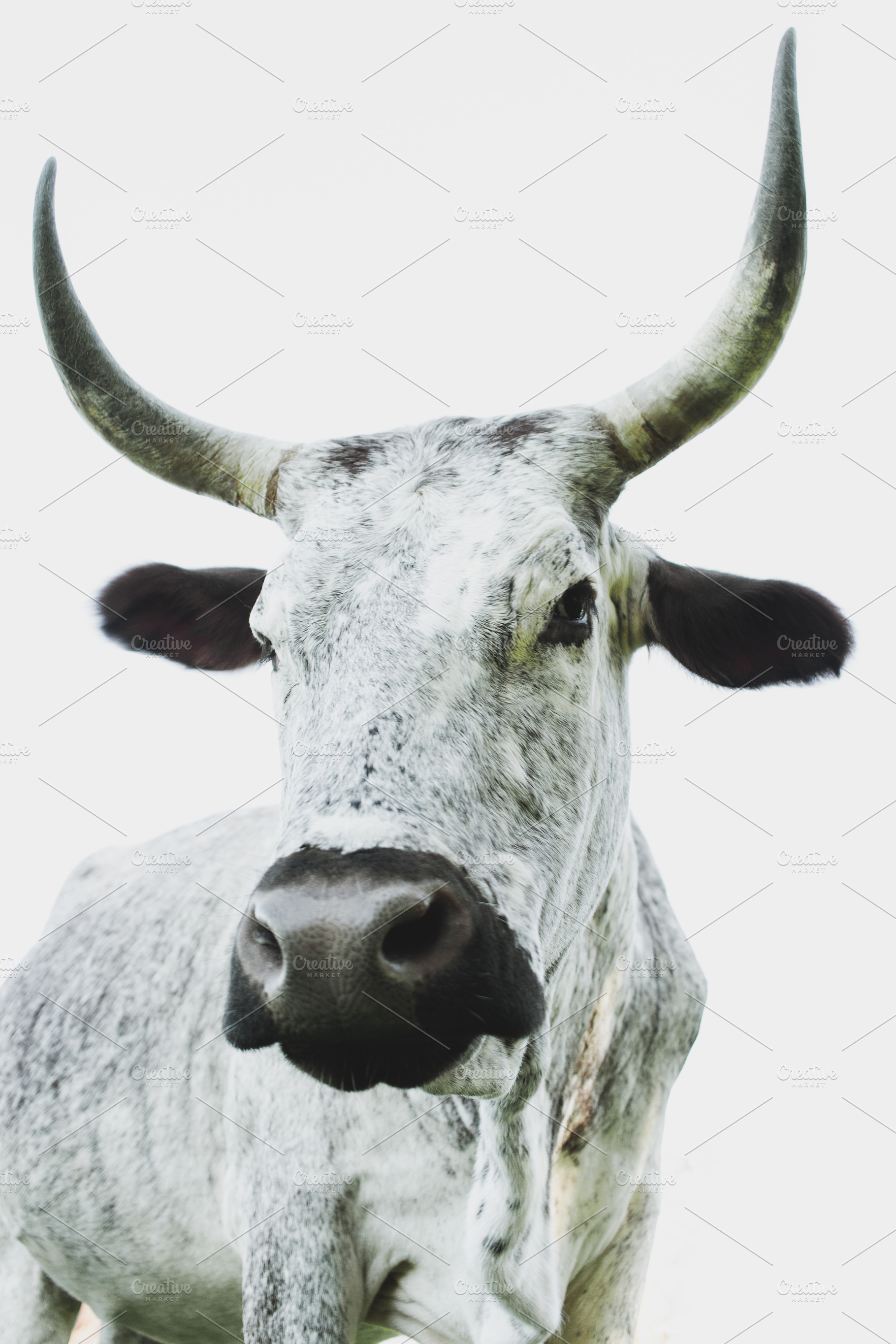 Minimalist Nguni Cow Portrait, an Animal Photo by René Jordaan Photography