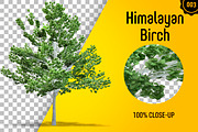 CUT OUT TREES - 60 PCS BUNDLE, a Packaging Mockup by 3DSTORE (Thumbnail 4 of 63)