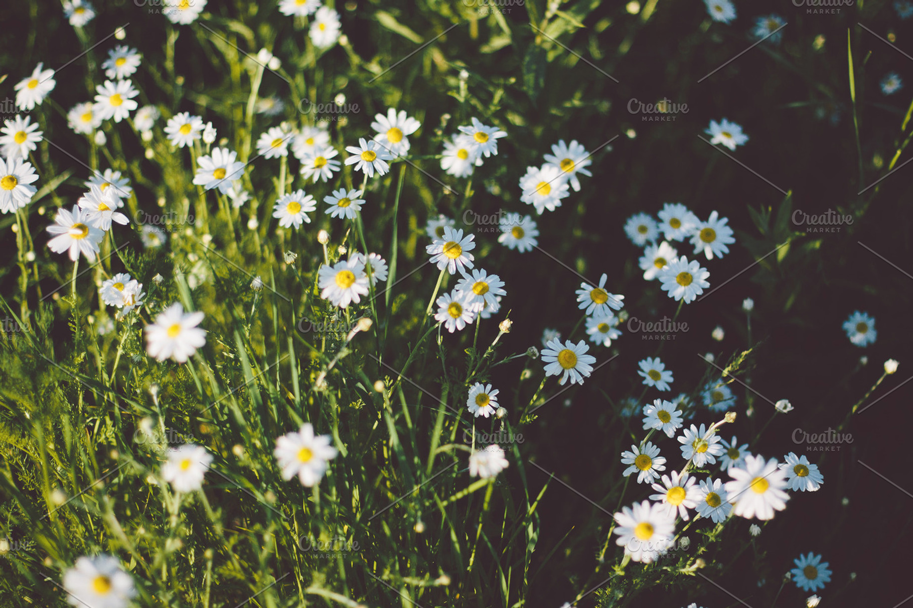 Wildflowers 3 Containing Nature Flower And Flowers