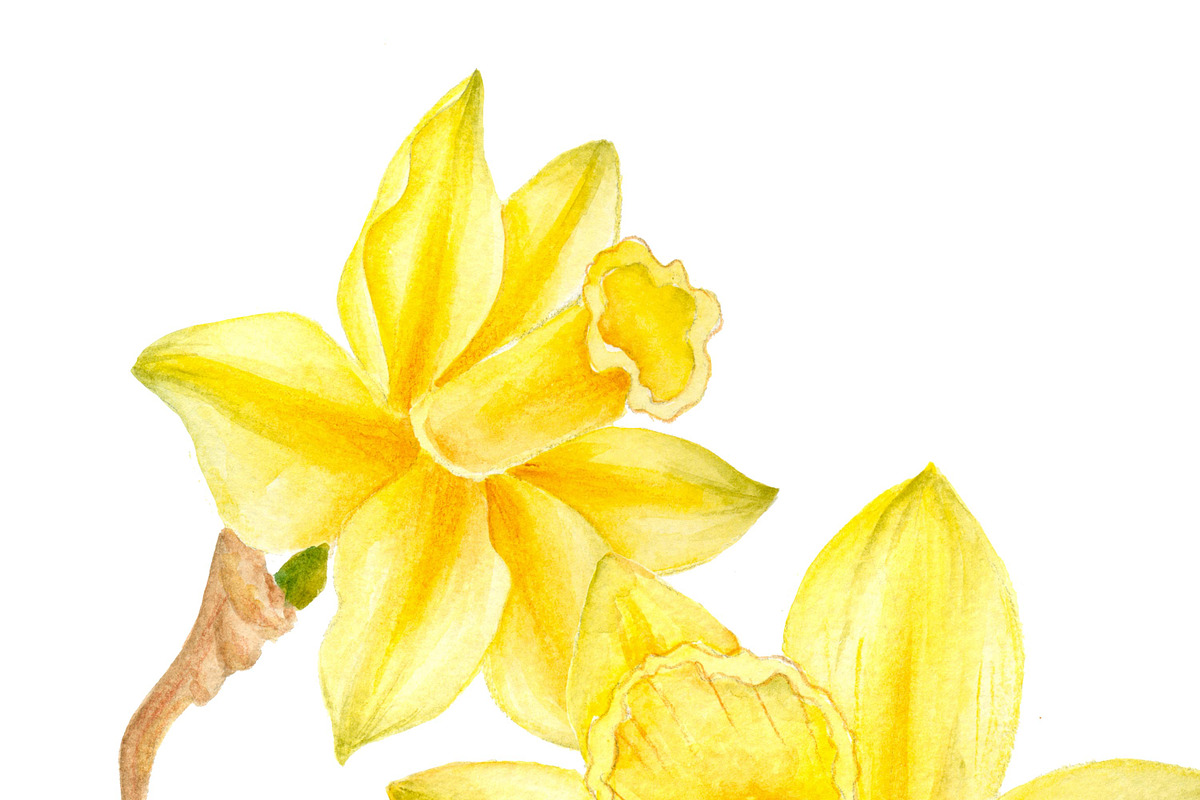 Watercolor daffodil flowers, an Illustration by DarinaDigital (Photo 4 of 4)