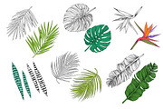 Detailed tropical leaves & Patterns, a Decorative Illustration by NKTKNS (Thumbnail 2 of 5)