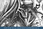 Anatomy & Skeleton PNG Lineart Pack, a Person Illustration by Century Library (Thumbnail 5 of 7)