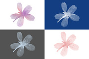 Pressed Flowers Photoshop Brushes, a Brush Add-On by Little Bean (Thumbnail 3 of 6)