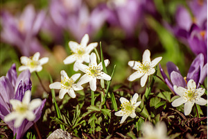 White anemone and crocus flowers, a Nature Photo by Nature and travel