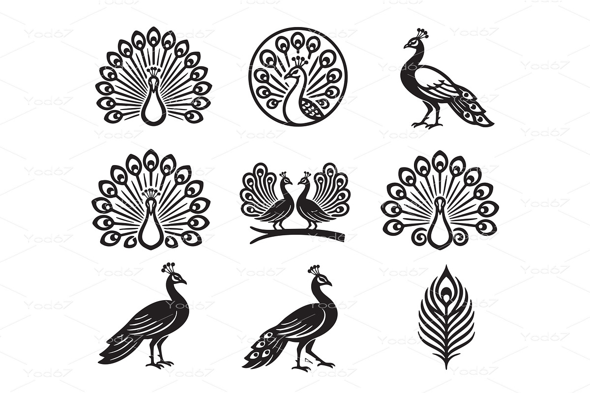 Elegant collection of peacock vector, an Animal Illustration by yod67
