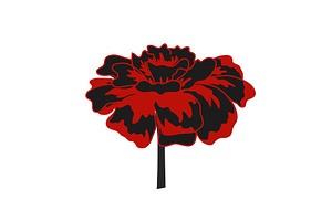 Marigold flower vector isolated, an Object Illustration by Toltemara