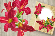 Set. Flowers red lily., an Illustration by SokolovaSv (Thumbnail 1 of 2)