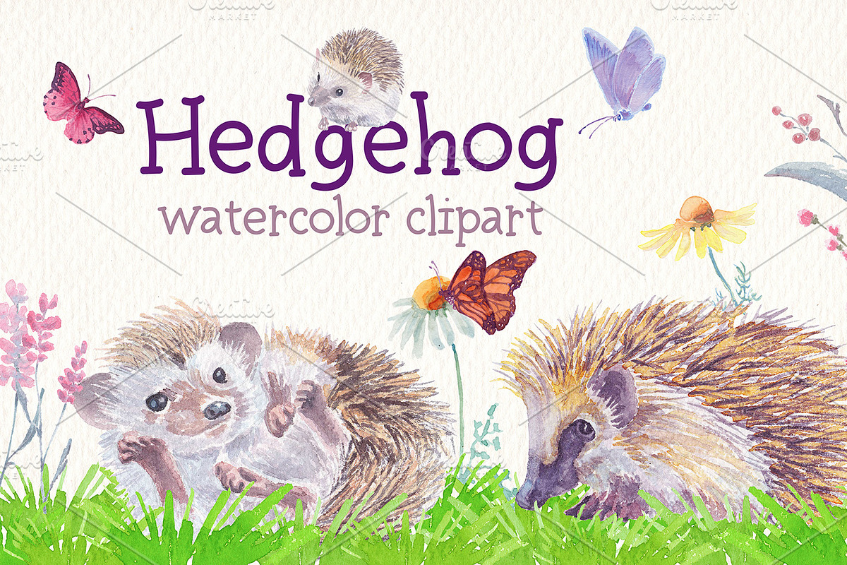 Hedgehog watercolor clipart, an Illustration by Art & Things (Photo 2 of 7)