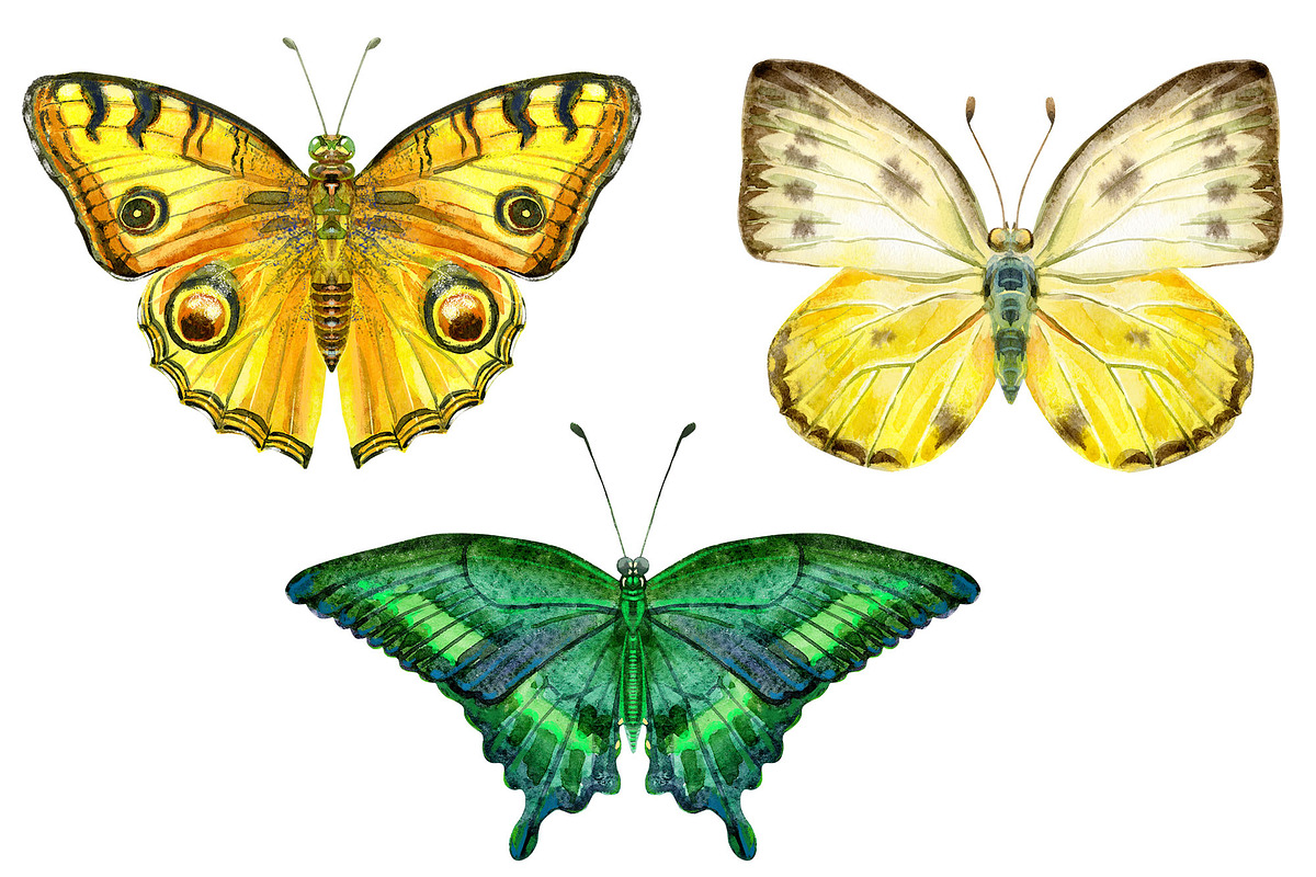 Watercolor butterflies 2, an Animal Illustration by Watercolor fantasy (Photo 5 of 5)