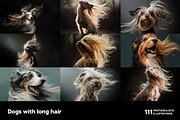 Dogs with long hair. 111 images, an Animal Photo by Handmadefont (Thumbnail 11 of 15)