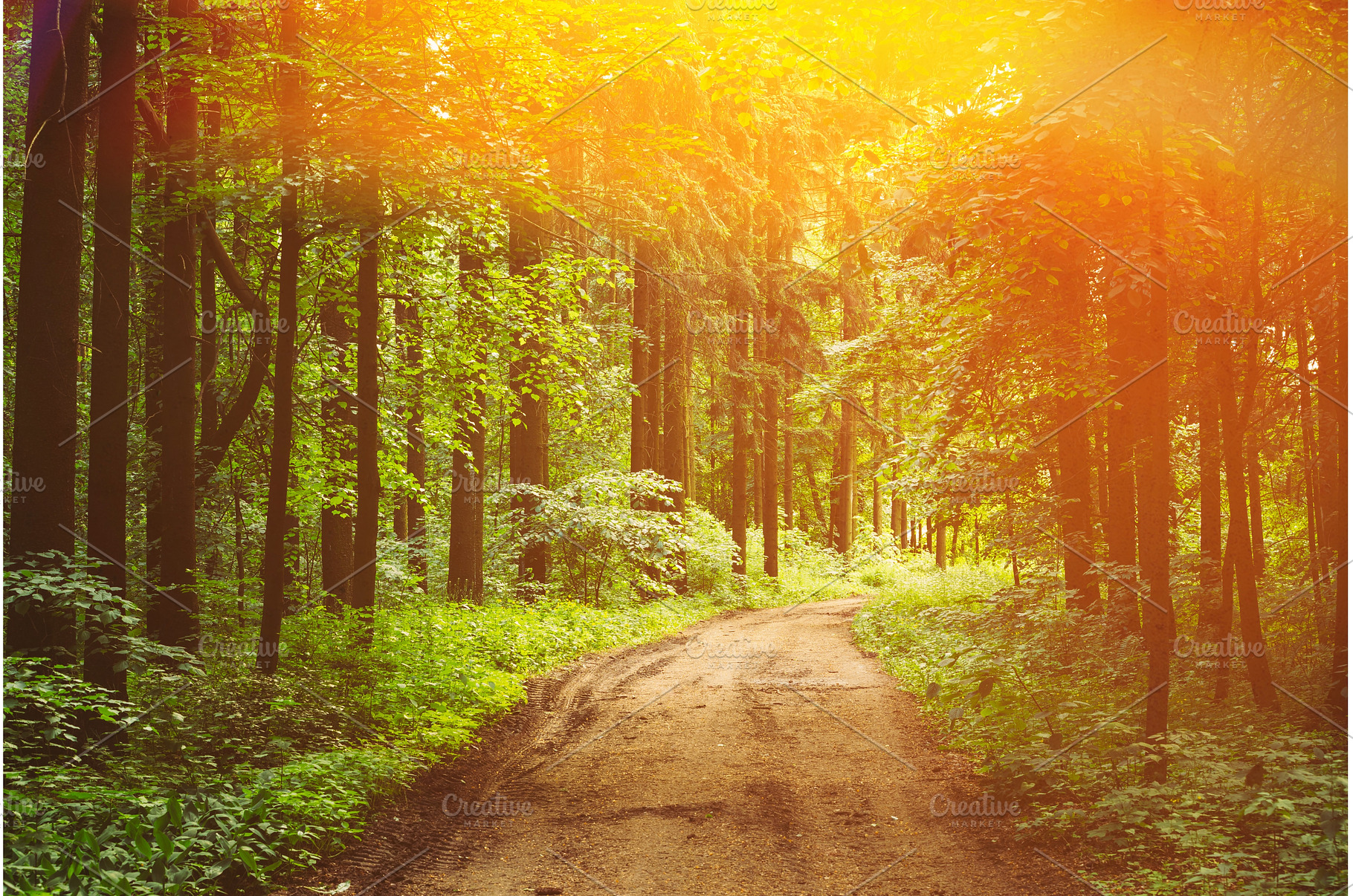 Empty Lane, Path, Way in summer, a Nature Photo by Our Amazing World