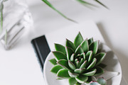 Succulent mini bundle featuring succulent, fresh, and green, an Arts & Entertainment Photo by Light & Grace (Thumbnail 4 of 4)