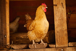 Brown hen standing inside wooden chicken coop close up photo. Medium portrait o, an Animal Photo by Rohan Photography