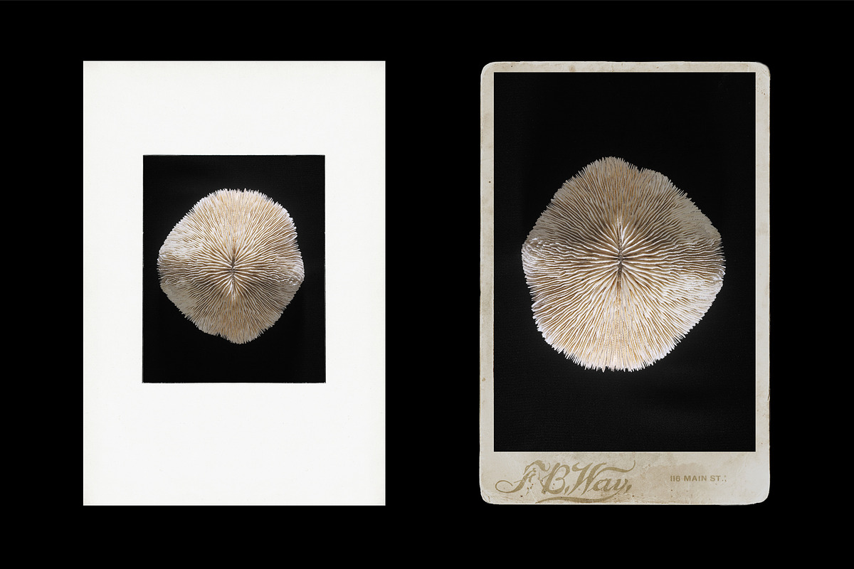 Vintage Scan Borders And Textures⸻1, a Texture Graphic by Studio Viita (Photo 2 of 8)