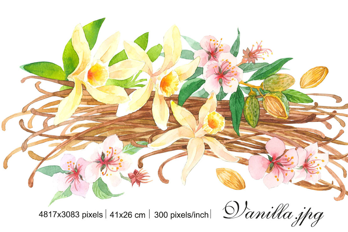Vanilla & Almond – Watercolor, an Illustration by Marina.Markizova
