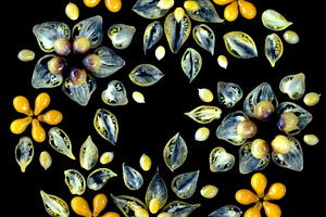 tomato slice pattern