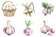 Garlic Watercolor Clipart Bundle, an Illustration by DreamArtGraphic (Thumbnail 4 of 4)