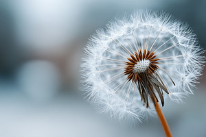 Dandelion seed head with soft focus, a Nature Photo by MistyDay
