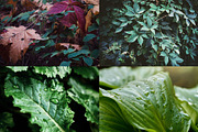 Green leaves Bundle, a Nature Photo by Vladimir Kazimirov (Thumbnail 8 of 10)