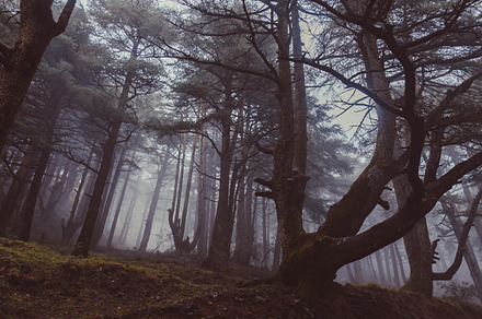 Black forest