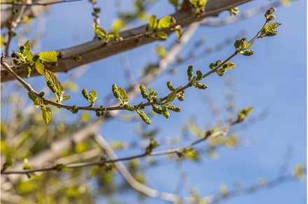 A beautiful mulberry tree with green