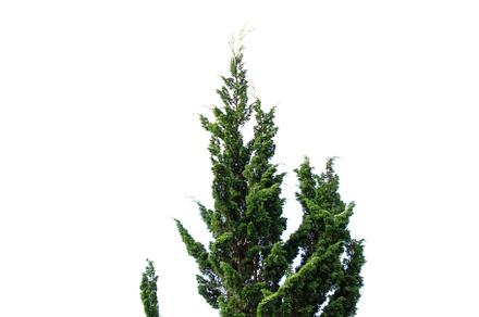 Pine tree isolated on white backgrou, a Background Photo by Slonme