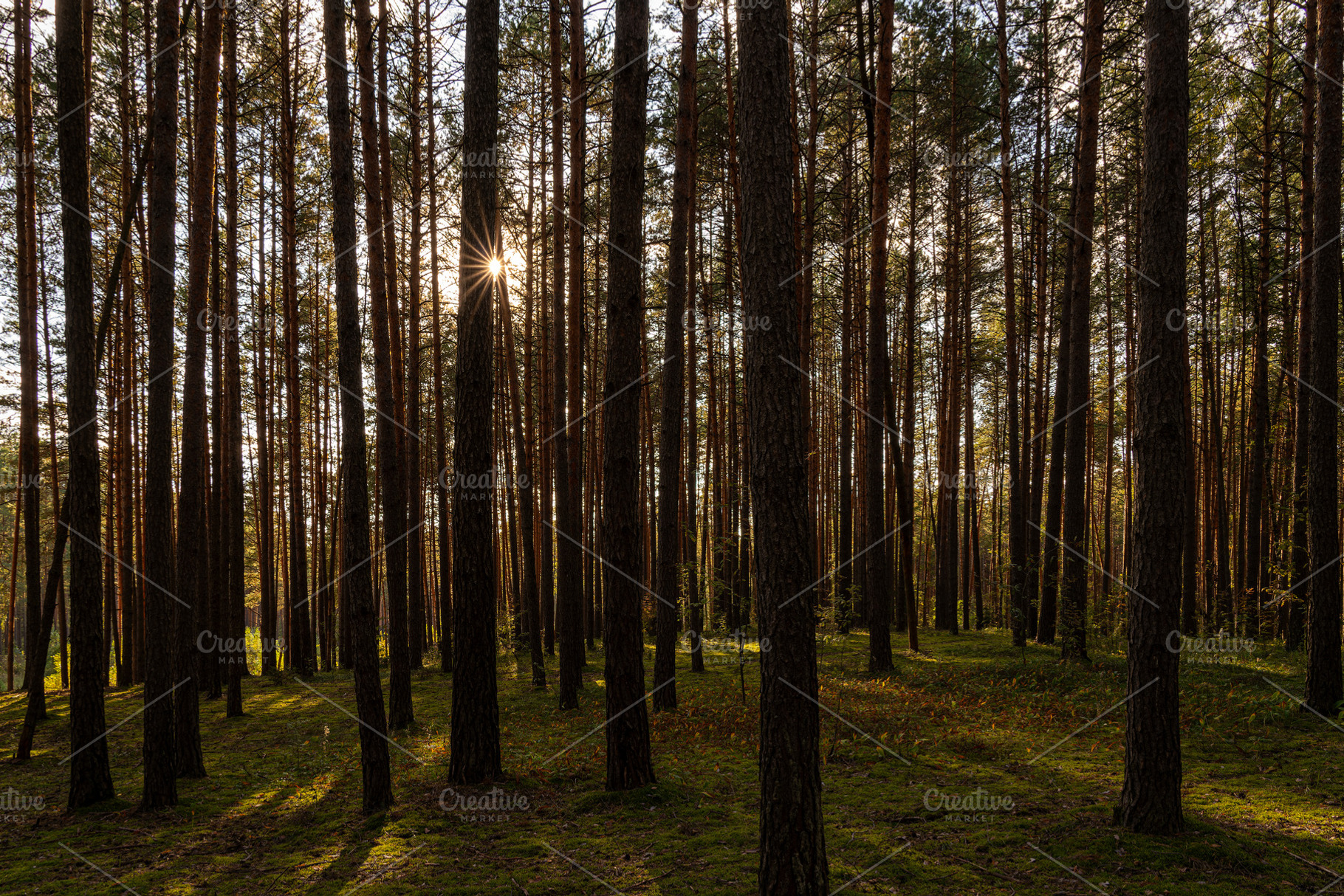 Sunrise or sunset in tall pine forest with long shadows on mossy ground. Nature, a Nature Photo by Eugene_Photo