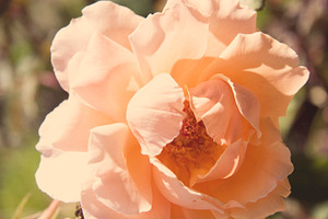 Peach bloom photo stock photo containing peach and bloom