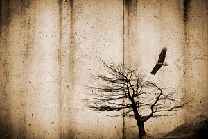 Tree and Bird on Rough Background, a Wallpaper Photo by THP Creative