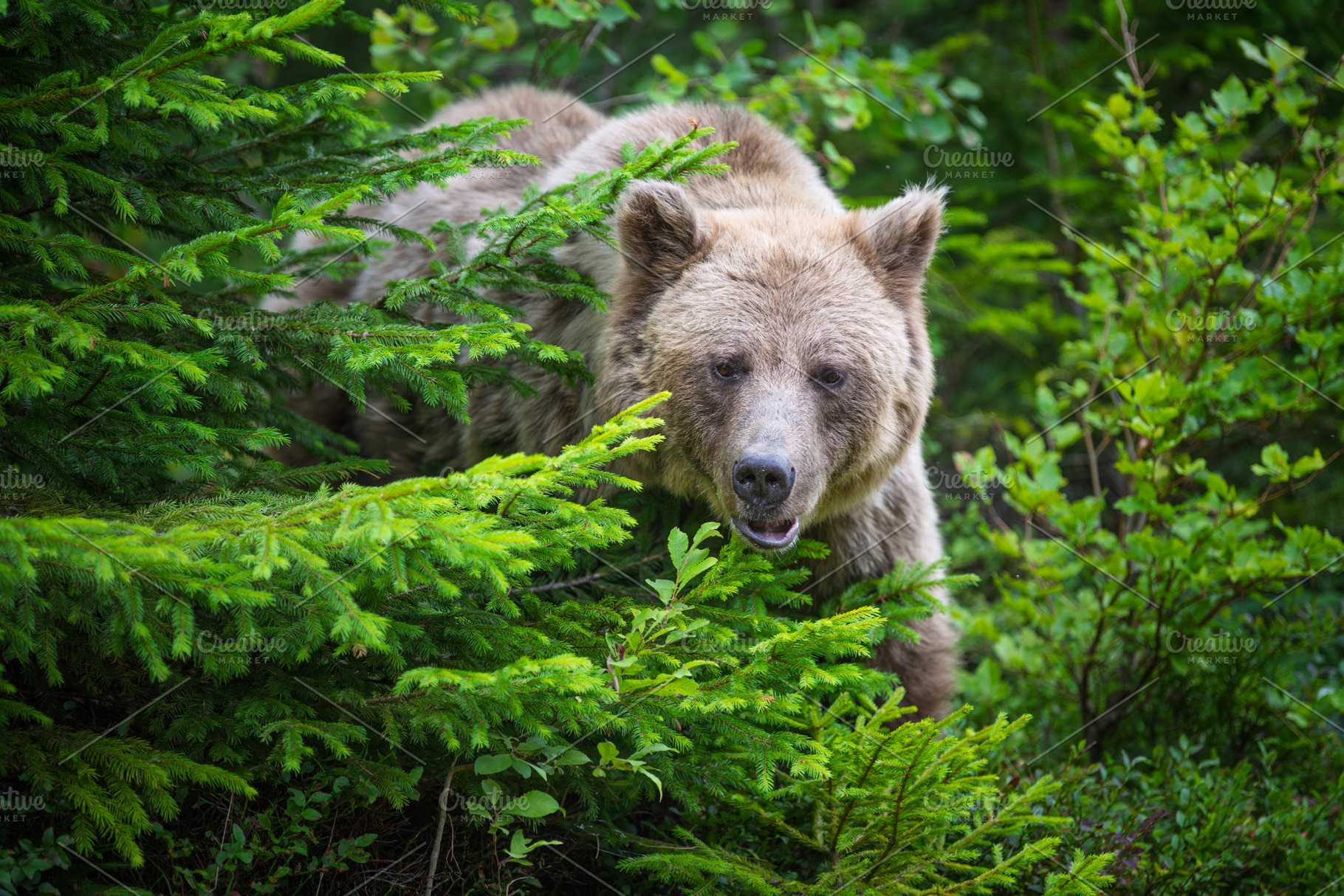 Brown bear standing among lush green foliage in a forest, surrou, an Animal Photo by Byrdyak