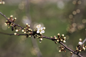 Blackthorn flowers stock photo containing easter and background