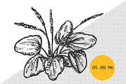 Herbal plants, a Food Illustration by CGterminal (Thumbnail 2 of 2)